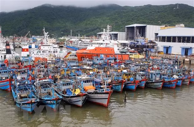 Tàu thuyền của ngư dân miền Trung được neo đậu tránh bão số 6 tại Âu thuyền Thọ Quang. (Ảnh: Trần Lê Lâm/TTXVN)