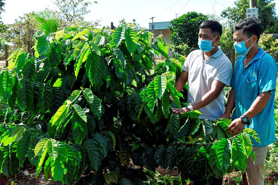 Ông Rơ Lan Boang-Trưởng thôn Đê, xã Bình Giáo tích cực tuyên truyền bà con chuyển đổi giống cà phê tái canh TR4 cho năng suất và chất lượng cao.