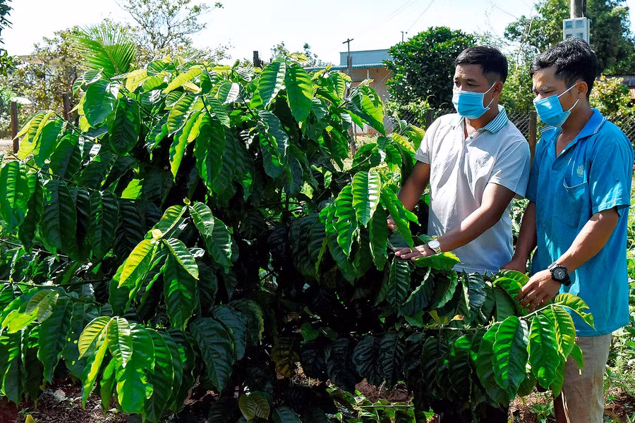 Ông Rơ Lan Boang-Trưởng thôn Đê, xã Bình Giáo tích cực tuyên truyền bà con chuyển đổi giống cà phê tái canh TR4 cho năng suất và chất lượng cao.