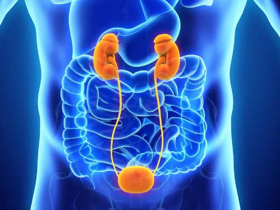 Bọt nhiều trong nước tiểu có thể là dấu hiệu cảnh báo vấn đề về thận hay viêm bàng quang. Ảnh: Shutterstock