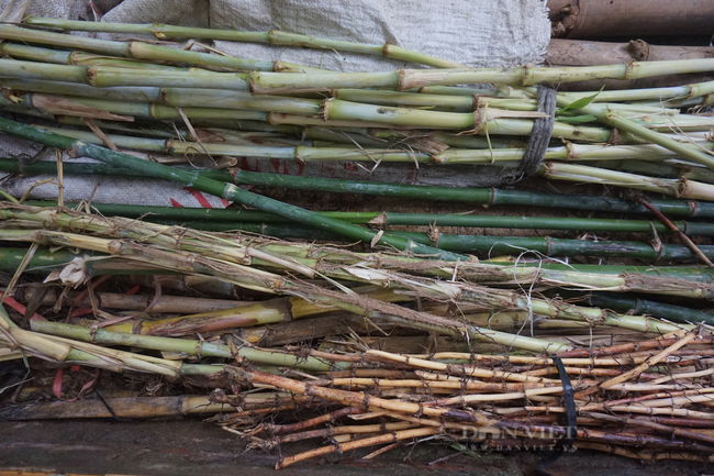 Thức ăn của dúi là tre, thân mía, bắp, cỏ voi…, mỗi ngày ăn 2 lần. Ảnh: Trần Hậu