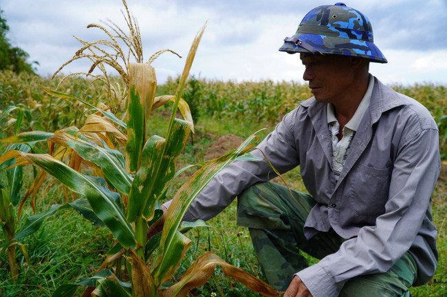 Tương tự lúa, hạn hán khiến nhiều diện tích bắp trong gian đoạn trổ bông và kết hạt bị ảnh hưởng. Người dân gần như mất trắng (ảnh T.H) Tương tự lúa, hạn hán khiến nhiều diện tích bắp trong gian đoạn trổ bông và kết hạt bị ảnh hưởng. Người dân gần như mất trắng (ảnh T.H)