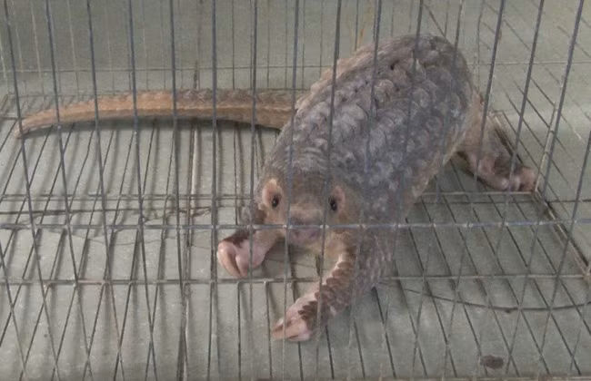 Cá thể tê tê nặng 4kg ông Nguyễn Văn Thuận bắt được khi con vật chạy vào nhà ông này. Ảnh: C.Q. Cá thể tê tê nặng 4kg ông Nguyễn Văn Thuận bắt được khi con vật chạy vào nhà ông này. Ảnh: C.Q.