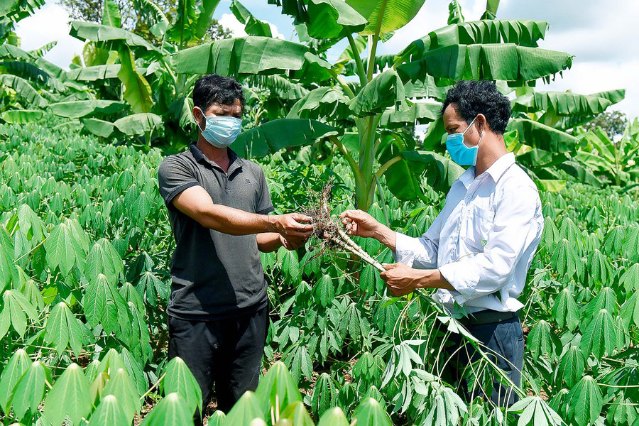 Anh Đinh Bun-cán bộ xã Đê Ar-hướng dẫn người dân kinh nghiệm chăm sóc mì trồng xen cây chuối mốc.