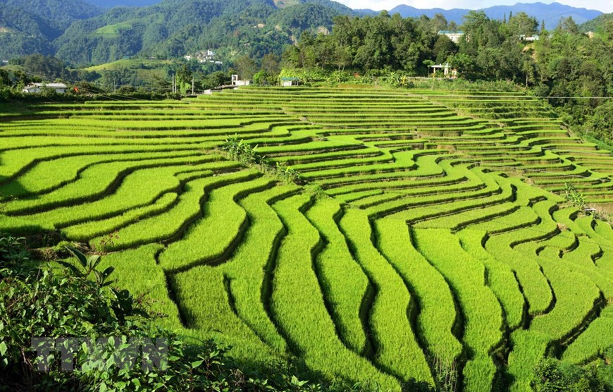 Những thửa ruộng bậc thang được tạo nên bởi bàn tay khéo léo của đồng bào các dân tộc sinh sống tại xã biên giới Sì Lở Lầu. Ảnh: Quý Trung/TTXVN Những thửa ruộng bậc thang được tạo nên bởi bàn tay khéo léo của đồng bào các dân tộc sinh sống tại xã biên giới Sì Lở Lầu. Ảnh: Quý Trung/TTXVN