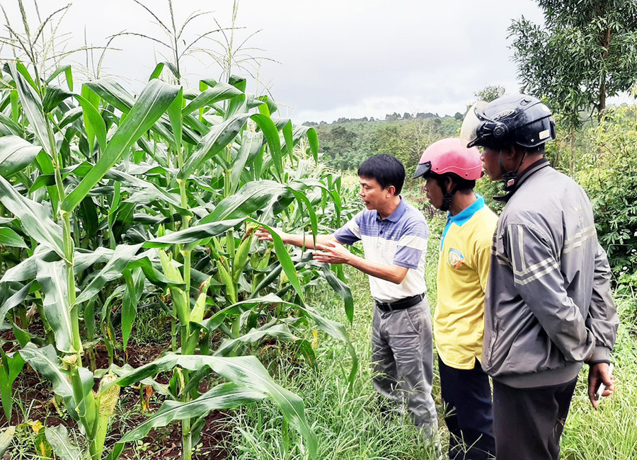 Mô hình trồng bắp ngọt liên kết giữa DOVECO Gia Lai và các hộ dân ở xã Đak Drjăng, huyện Mang Yang. Ảnh: Lê Anh Mô hình trồng bắp ngọt liên kết giữa DOVECO Gia Lai và các hộ dân ở xã Đak Drjăng, huyện Mang Yang. Ảnh: Lê Anh