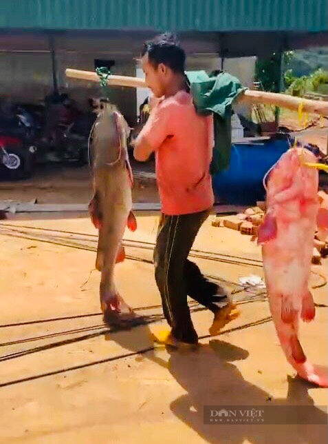 Cá lăng đuôi đỏ có giá trị kinh tế khá cao, từ 300.000-400.000/kg. Cá lăng đuôi đỏ có giá trị kinh tế khá cao, từ 300.000-400.000/kg