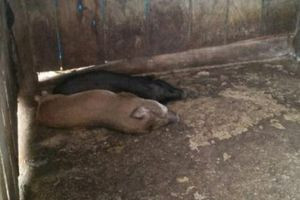 Theo Trung tâm Nông nghiệp dịch vụ huyện Kon Plông, hàng trăm con heo giống bị 