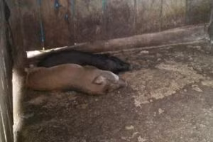 Theo Trung tâm Nông nghiệp dịch vụ huyện Kon Plông, hàng trăm con heo giống bị 