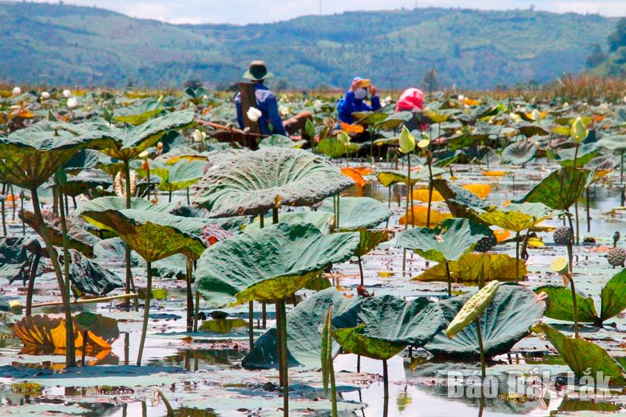 Để đến được hồ sen người dân phải chèo ghe ngược con kênh tầm 4 - 5 km.