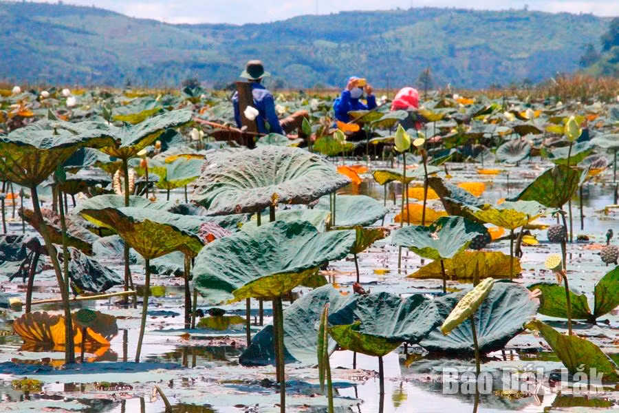 Để đến được hồ sen người dân phải chèo ghe ngược con kênh tầm 4 - 5 km.