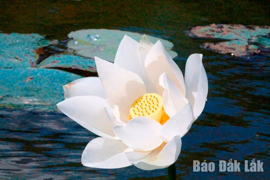 Cánh sen thanh khiết điểm xuyết nhụy vàng kiêu hãnh giữa hồ.