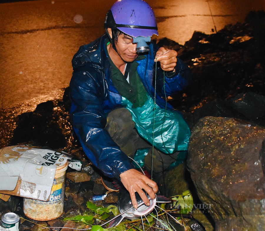 Theo các cần thủ, mồi câu cá lăng đuôi đỏ nhạy nhất là giun, nhìn lòng sông chỗ nào có hờm đá, nước cuộn thì ném mồi vào chắc chắn có cá lăng Theo các cần thủ, mồi câu cá lăng đuôi đỏ nhạy nhất là giun, nhìn lòng sông chỗ nào có hờm đá, nước cuộn thì ném mồi vào chắc chắn có cá lăng