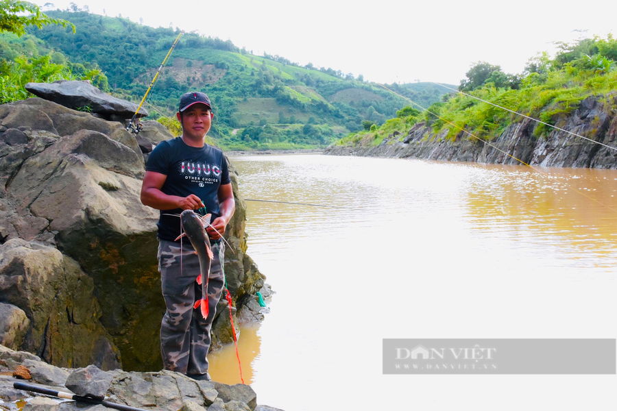 Con cá lăng đuôi đỏ đầu tiên nặng 3kg của nhóm cần thủ thả câu trên sông Sê San, huyện Chư Păh, tỉnh Gia Lai. Con cá lăng đuôi đỏ đầu tiên nặng 3kg của nhóm cần thủ thả câu trên sông Sê San, huyện Chư Păh, tỉnh Gia Lai.