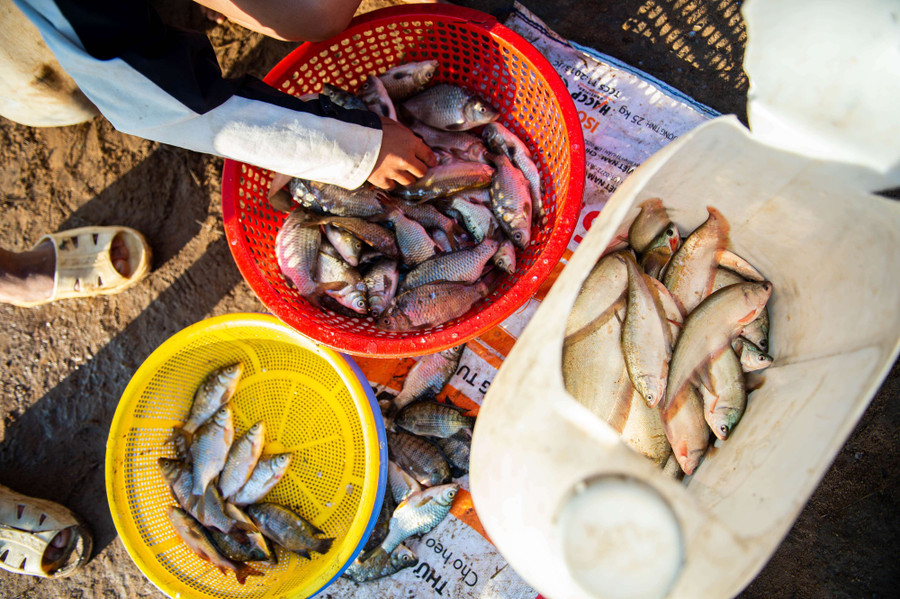 Những con cá người dân làng Chứ bắt được chủ yếu là thát lát, rô phi và mè dinh. Ảnh: Đ.T