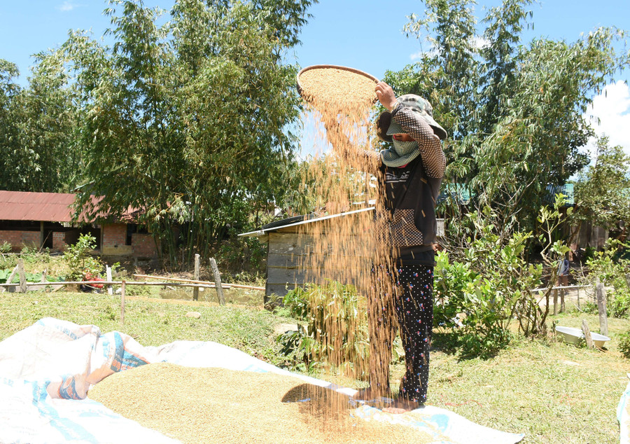 Phơi lúa khô để dự trữ. Ảnh: HT Phơi lúa khô để dự trữ. Ảnh: HT