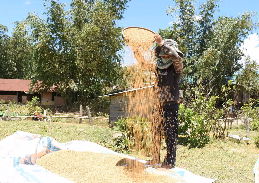 Phơi lúa khô để dự trữ. Ảnh: HT Phơi lúa khô để dự trữ. Ảnh: HT