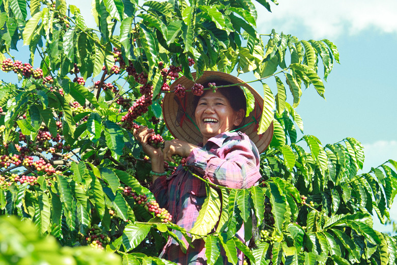 Lực lượng lao động thu hái cà phê đến từ ngoại tỉnh như các năm trước hiện nay thiếu hụt do ảnh hưởng của dịch bệnh Covid-19 nên cần có nhiều giải pháp để phát huy lực lượng lao động tại chỗ Lực lượng lao động thu hái cà phê đến từ ngoại tỉnh như các năm trước hiện nay thiếu hụt do ảnh hưởng của dịch bệnh Covid-19 nên cần có nhiều giải pháp để phát huy lực lượng lao động tại chỗ
