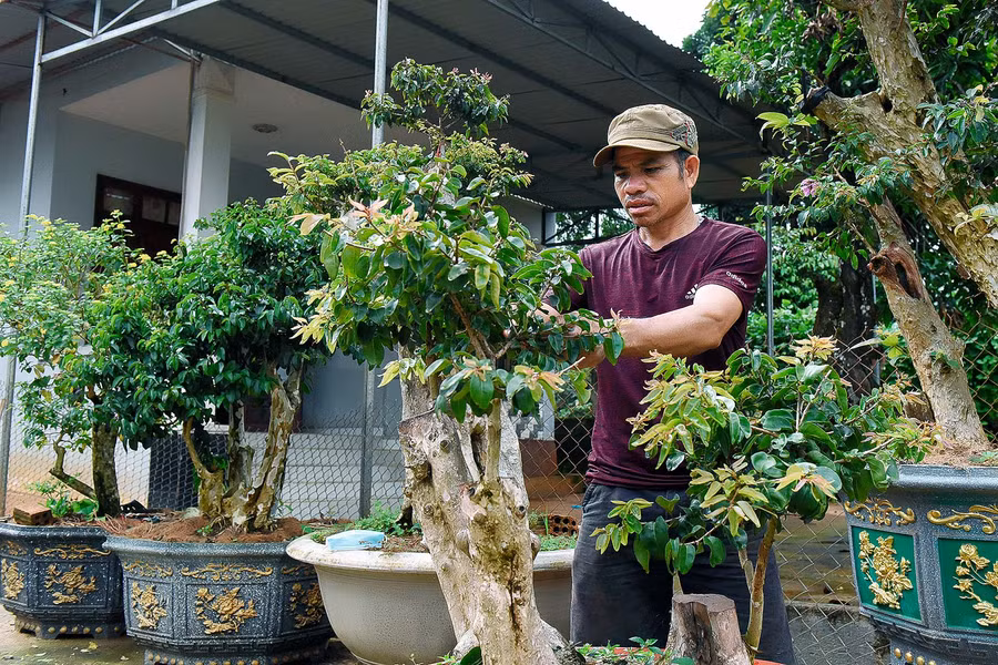 Năm 2018, anh Ksor Hiền chuyển sang làm chậu cảnh và chăm sóc cây cảnh bonsai; mỗi năm thu về hơn 60 triệu đồng từ việc bán cây cảnh. “Ngoài ra, gia đình tôi còn chăm sóc 2 ha cà phê, 4 sào lúa và 7 con heo; tổng thu nhập khoảng trên 200 triệu đồng/năm’-anh Hiền chia sẻ.