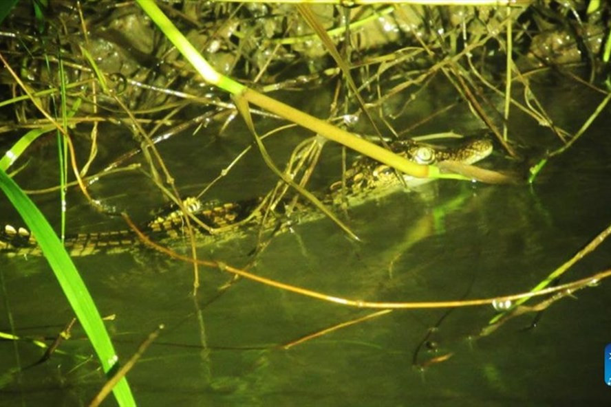 1 trong 8 con cá sấu con vừa được phát hiện. Ảnh: Tân Hoa Xã