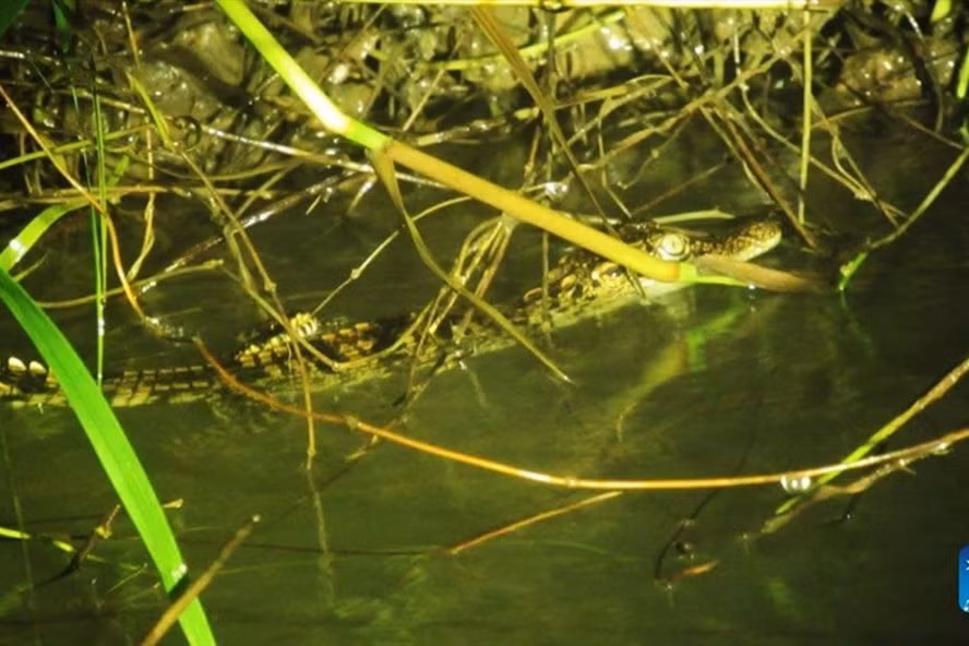 1 trong 8 con cá sấu con vừa được phát hiện. Ảnh: Tân Hoa Xã