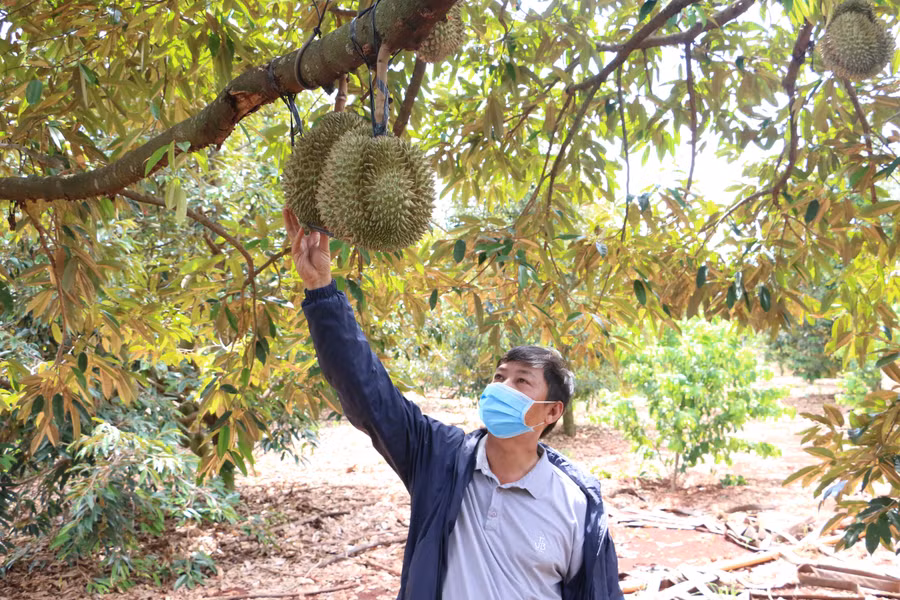 Việc xây dựng chuỗi liên kết sản xuất sẽ giúp nâng cao sản phẩm sầu riêng của người dân và ổn định thị trường đầu ra. Ảnh: Quang Tấn