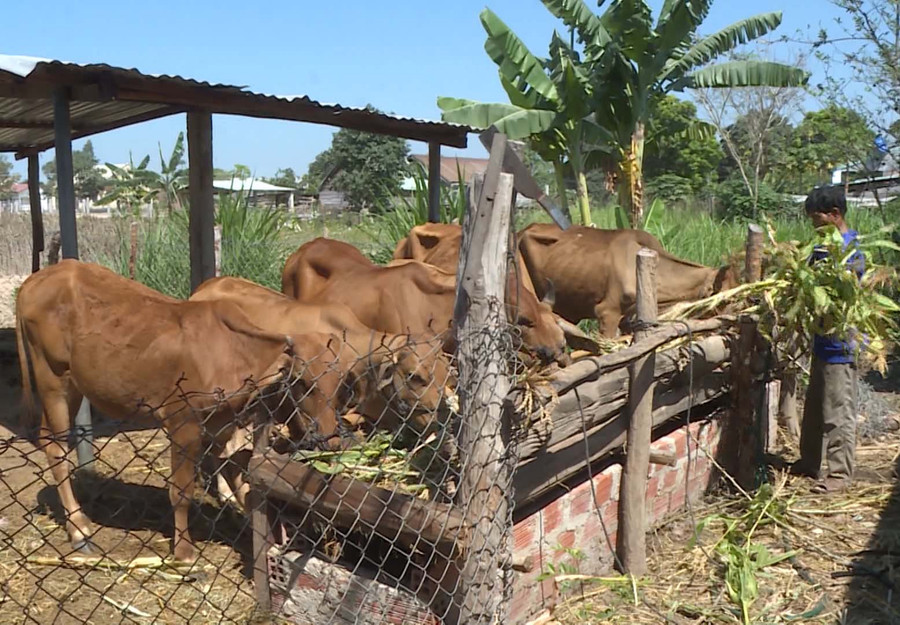 Ông Nay Chruy (buôn Mlah, xã Phú Cần) chăm sóc đàn bò của gia đình. Ảnh: Minh Triều