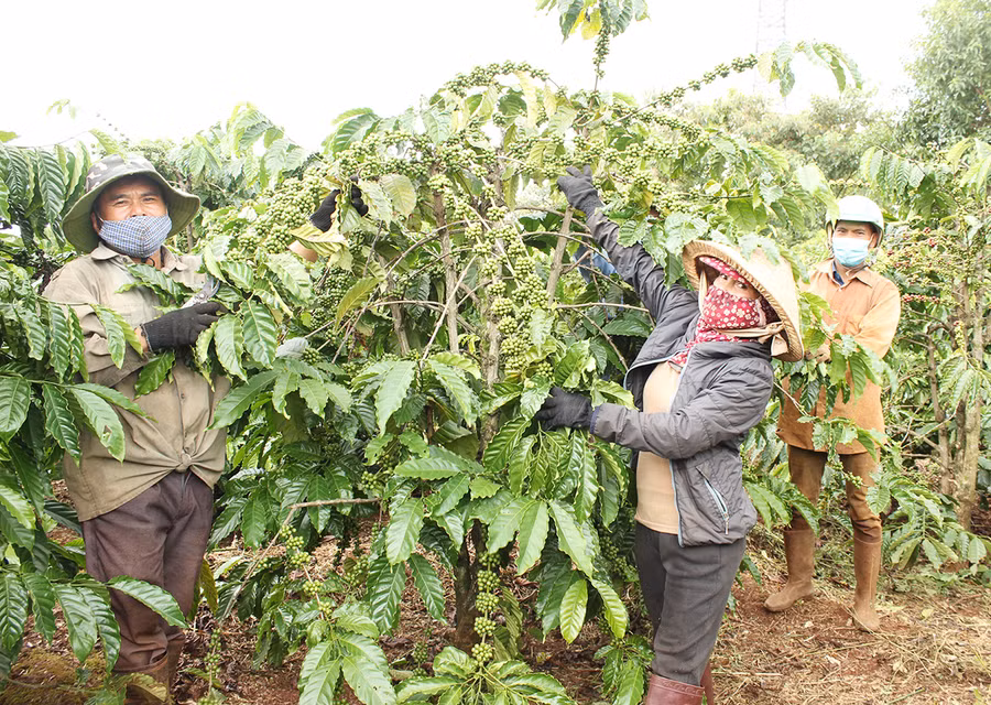 Nhiều mô hình phát triển cà phê sạch đang được nhân rộng. Ảnh: Nguyễn Quang
