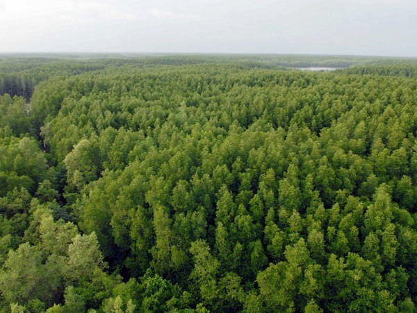 Rừng ngập mặn Cần Giờ. Ảnh: Mạnh Linh/TTXVN