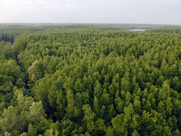 Rừng ngập mặn Cần Giờ. Ảnh: Mạnh Linh/TTXVN