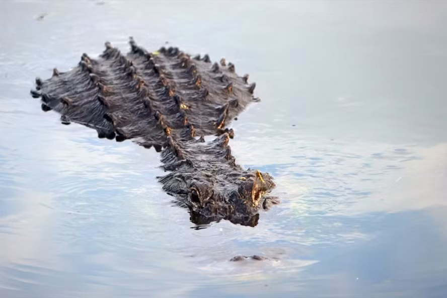  Một con cá sấu đang bơi ở Florida, Mỹ. Ảnh: AFP