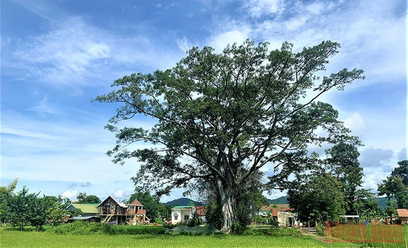 Mỗi khi chiều về, trên ngôi nhà dài truyền thống bên hồ Lắk, bà con dân tộc M’nông vẫn đem cồng chiêng ra đánh để nhắc nhở con cháu bảo tồn văn hóa truyền thống của dân tộc mình. 