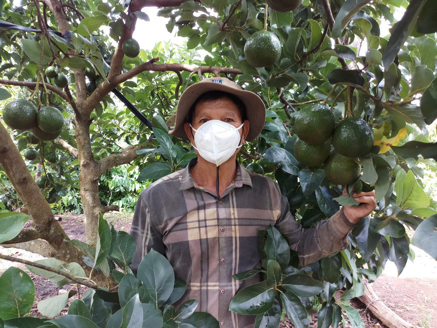 Ông Trịnh Xuân Sẵn (thôn 7, xã Eu M’Nang, huyện Cư M’Gar) đang thu hoạch bơ tại vườn nhà  Ông Trịnh Xuân Sẵn (thôn 7, xã Eu M’Nang, huyện Cư M’Gar) đang thu hoạch bơ tại vườn nhà