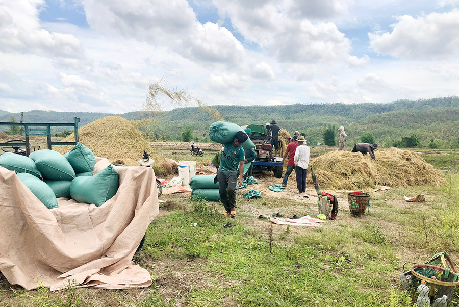 Dịch bệnh làm tắt nghẽn lưu thông dẫn đến nông sản khó tiêu thụ, giá giảm sâu. Ảnh: Quang Tấn