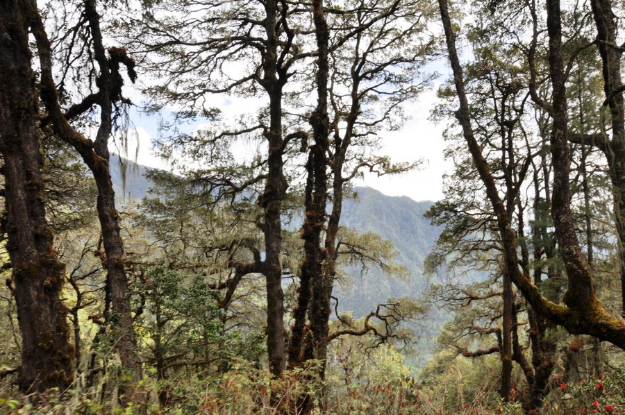 Những cánh rừng nguyên sinh ngay cạnh đường đi ở Bhutan.  Những cánh rừng nguyên sinh ngay cạnh đường đi ở Bhutan.