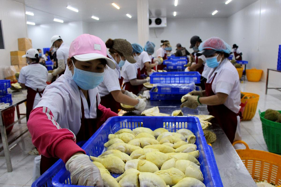 Đắk Lắk: Sầu riêng trái còn treo đầy trên cây, nông dân "phập phồng" lo lắng ảnh 2 Chế biến sầu riêng tại Công ty Cổ phần Thương mại xuất nhập khẩu Dũng Thái Sơn (xã Ea Kênh, huyện Krông Pắc, tỉnh Đắk Lắk).
