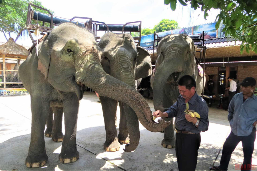  Ông Đàn Năng Long bên đàn voi của mình.