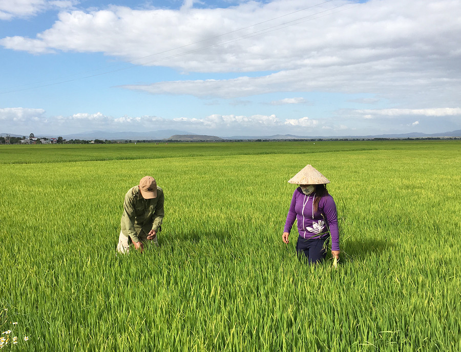 Cánh đồng lúa của nông dân huyện Phú Thiện. Ảnh: Hà Duy