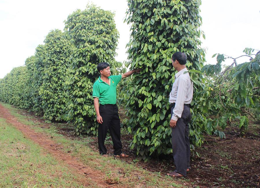 Vườn hồ tiêu trồng theo tiêu chuẩn VietGAP của nông dân xã Ia Tiêm. Ảnh: Nguyễn Diệp Vườn hồ tiêu trồng theo tiêu chuẩn VietGAP của nông dân xã Ia Tiêm. Ảnh: Nguyễn Diệp