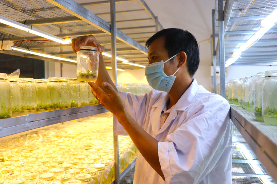  Anh Thái Xuân Biên (thôn An Thượng 3, xã Song An, thị xã An Khê) kiểm tra cây mô trong phòng thí nghiệm. Ảnh: Ngọc Minh