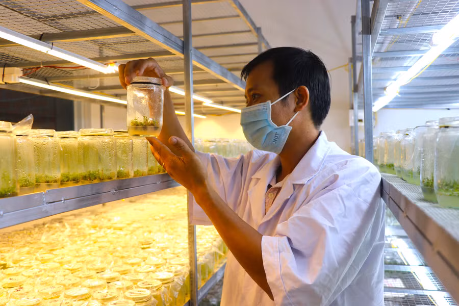  Anh Thái Xuân Biên (thôn An Thượng 3, xã Song An, thị xã An Khê) kiểm tra cây mô trong phòng thí nghiệm. Ảnh: Ngọc Minh