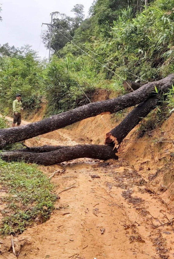 Cây gãy do mưa bão ở thôn Đăk Sao, xã Đăk Ring. Ảnh: QĐ