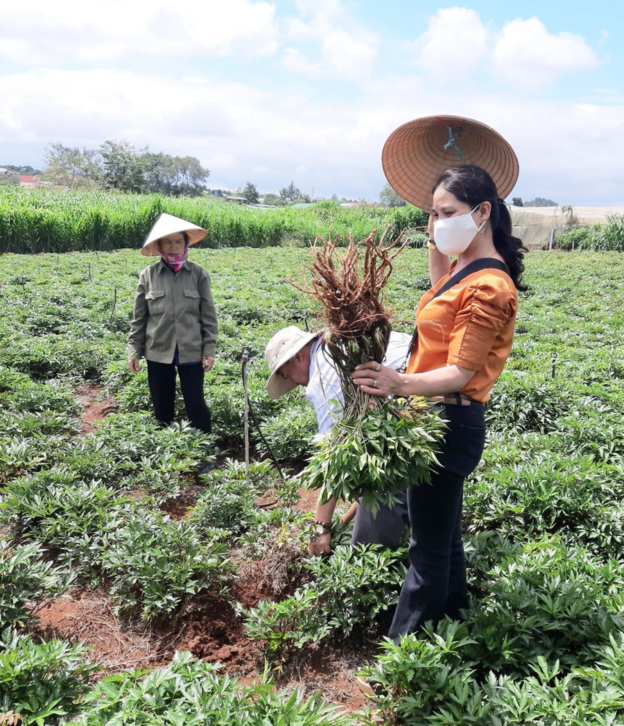 Nông dân xã Sơ Pai (huyện Kbang) thu hoạch diện tích sâm đương quy liên kết với Công ty cổ phần Đông Nam Dược Gia Lai. Ảnh: Lê Anh Nông dân xã Sơ Pai (huyện Kbang) thu hoạch diện tích sâm đương quy liên kết với Công ty cổ phần Đông Nam Dược Gia Lai. Ảnh Lê Anh