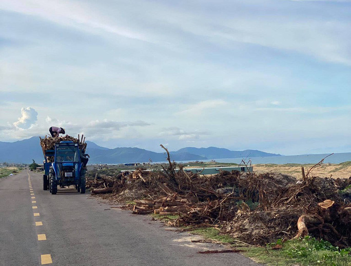  Cây phi lao và keo được hạ từ 5,26 ha rừng phòng hộ vừa bị phá, đang được chuyển đi khỏi khu vực dự án điện mặt trời