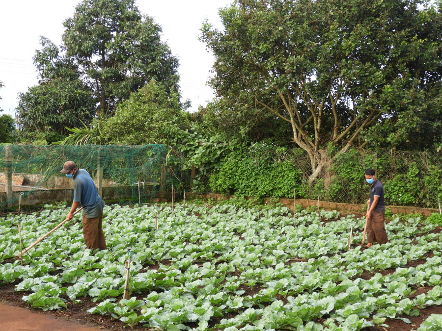  Những hộ dân có diện tích rau màu nằm trong quy hoạch và kế hoạch sản xuất của địa phương bị thiệt hại do thiên tai gây ra trong năm 2020 sẽ được nhận hỗ trợ. Ảnh: Thanh Nhật