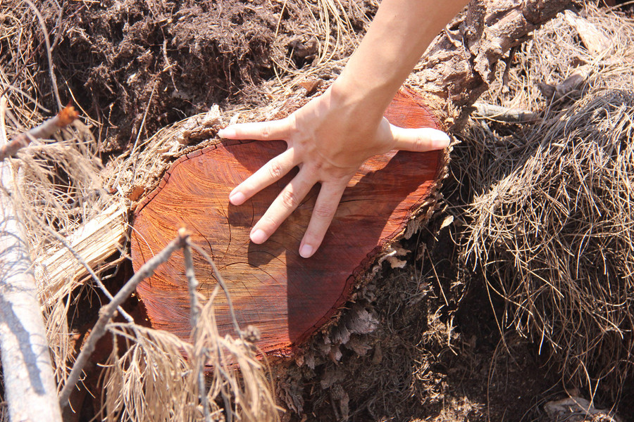  Hơn 5 ha rừng phòng hộ ở xã Mỹ An, H.Phù Mỹ (Bình Định) bị doanh nghiệp chặt trụi. Ảnh: Hoàng Trọng