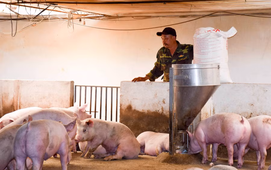  Trang trại chăn nuôi heo ứng dụng công nghệ cao của gia đình ông Phan Trung Kiên (xã Kông Htok). Ảnh: Trần Dung