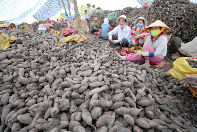 Nông dân miền Tây thu hoạch khoai lang - Ảnh: NGỌC TRINH