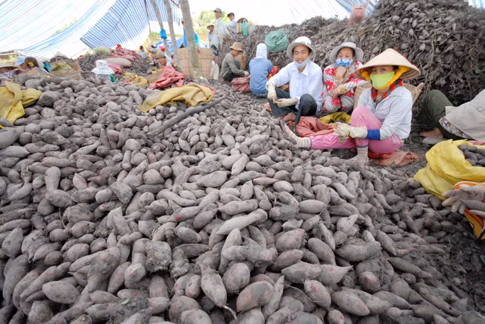 Nông dân miền Tây thu hoạch khoai lang - Ảnh: NGỌC TRINH