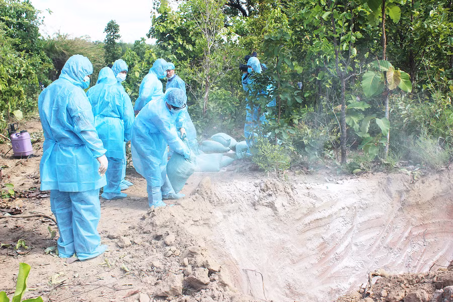 Tiêu hủy heo mắc bệnh chết. Ảnh: Nguyễn Diệp